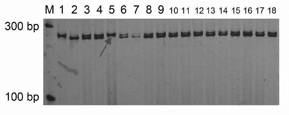 Primers and method for purity identification of hybrid seeds of Chinese pumpkin 'Guangmi NO.1'