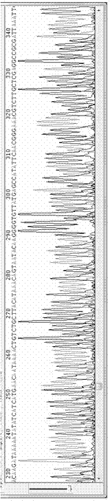 Preparation and identification method of taenia solium TSOL18 gene recombinant bacillus calmette guerin vaccine