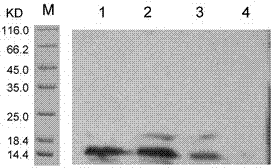 Preparation and identification method of taenia solium TSOL18 gene recombinant bacillus calmette guerin vaccine