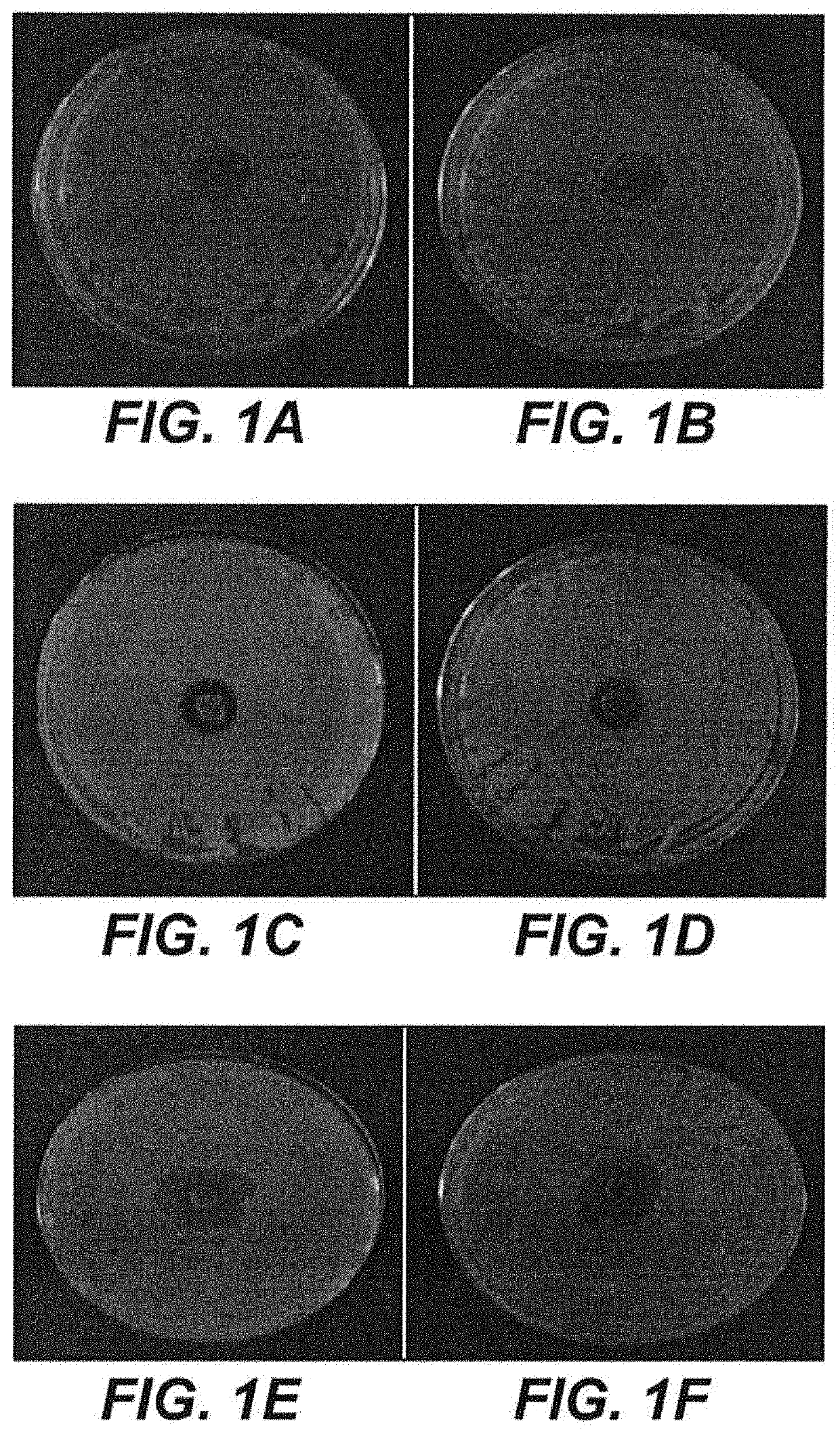 Method of synthesizing antimicrobial silver nanoparticles using pigeon dung