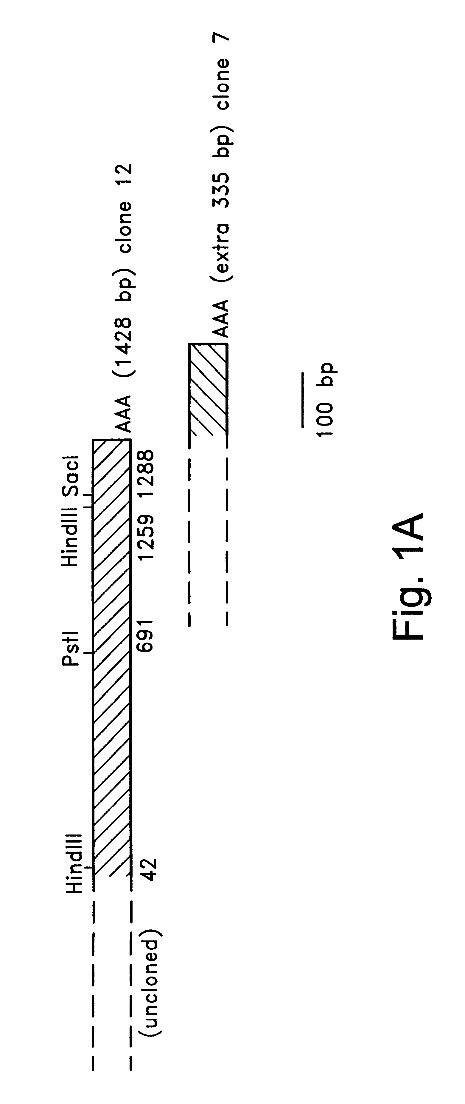 Hippocampus-associated proteins, DNA sequences coding therefor and uses thereof