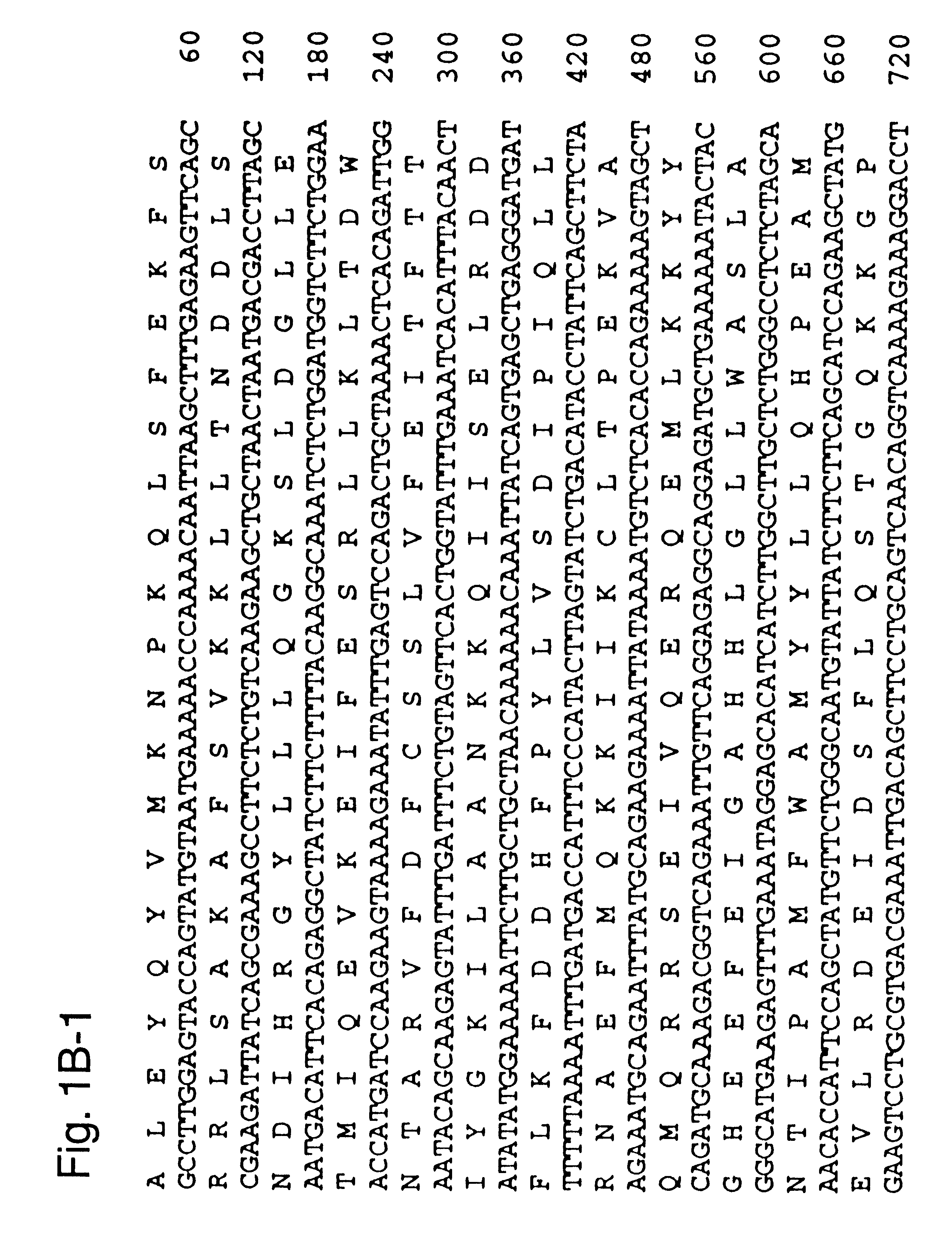 Hippocampus-associated proteins, DNA sequences coding therefor and uses thereof