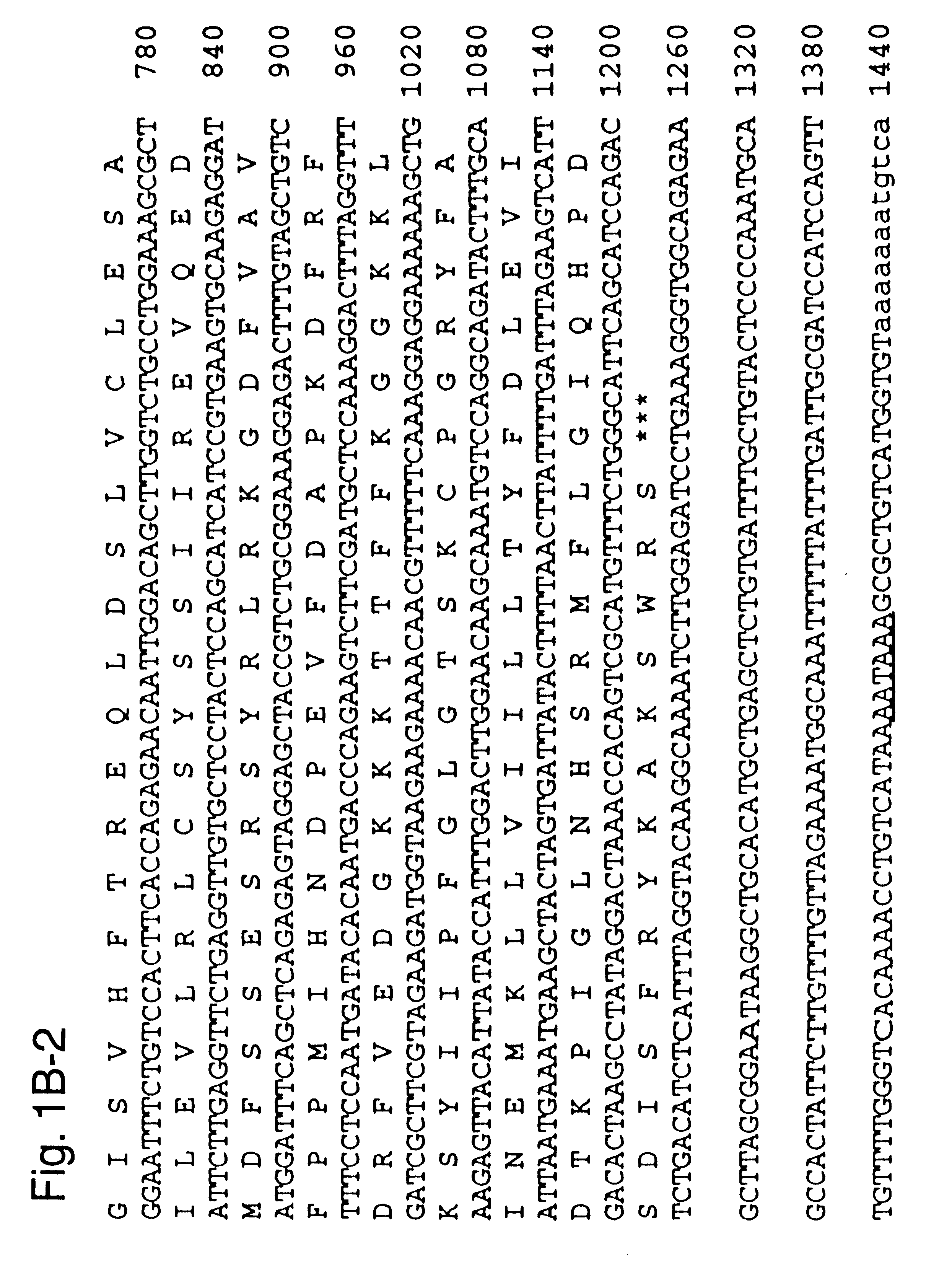 Hippocampus-associated proteins, DNA sequences coding therefor and uses thereof