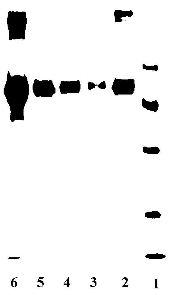 Cationic macromolecular proteolipid gene medicine carrier, preparation method and application