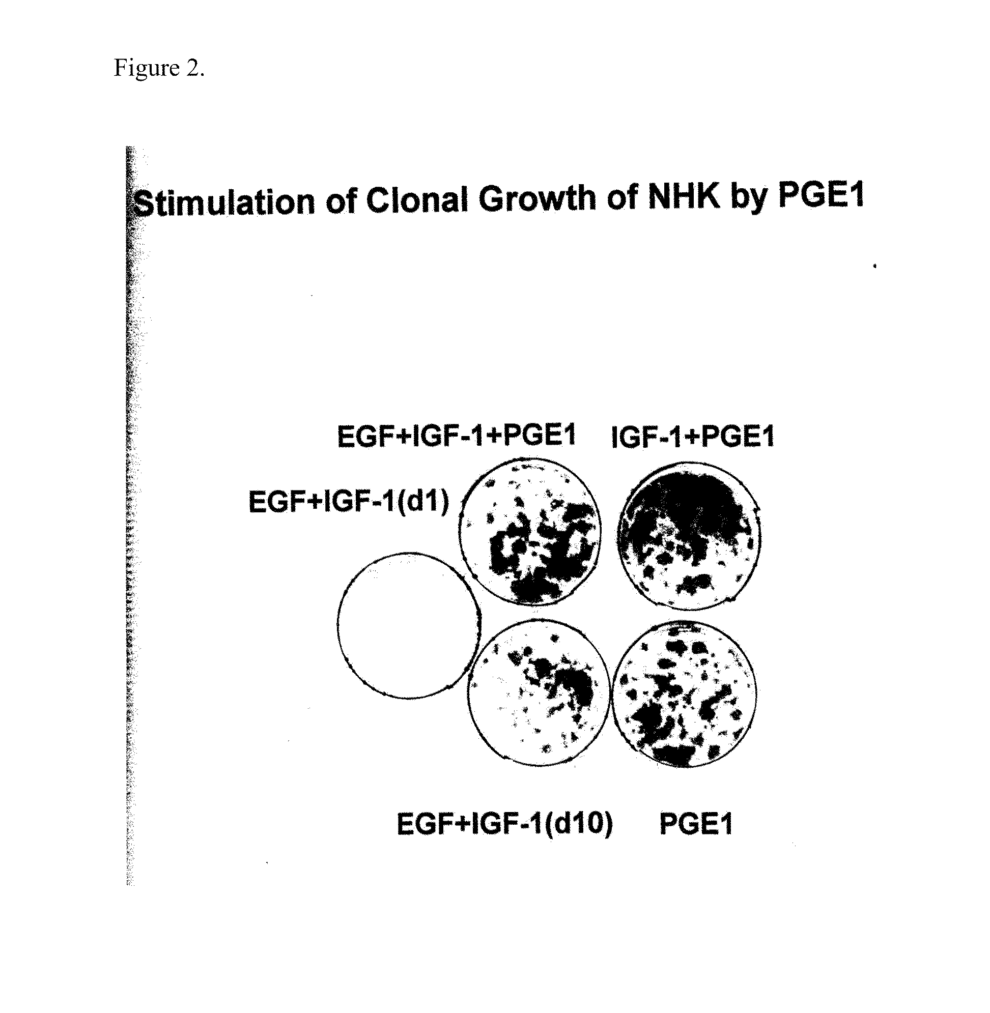 Enhancement of epidermal cell growth by non-protein growth factors