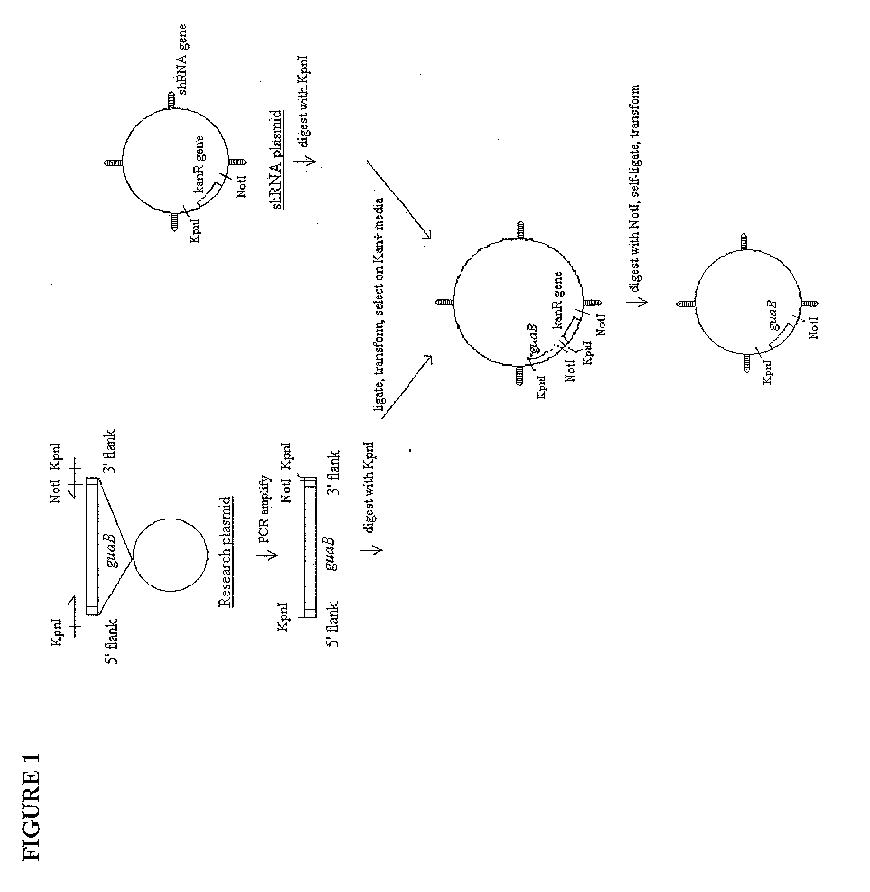 Microbial host-vector complementation system