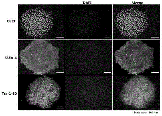 Passage method of pluripotent stem cells and application thereof