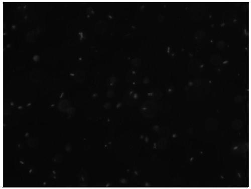 Porous carbon material prepared by using self-modification of pseudomonas putida and preparation method and application thereof