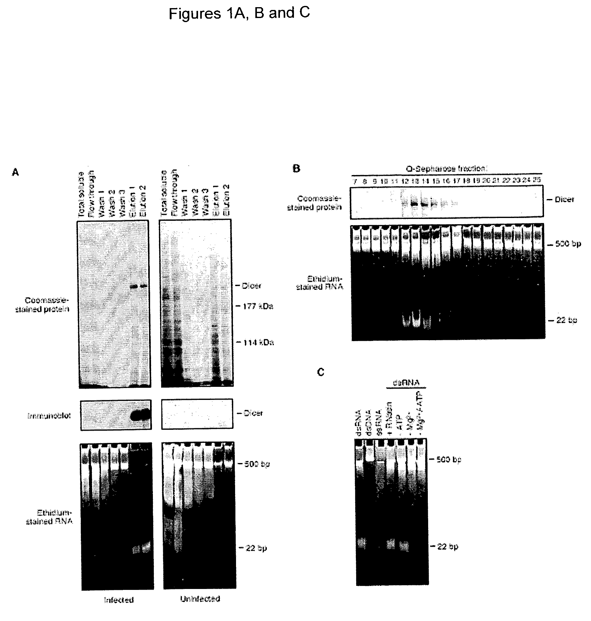 Methods and compositions for use in preparing siRNAs