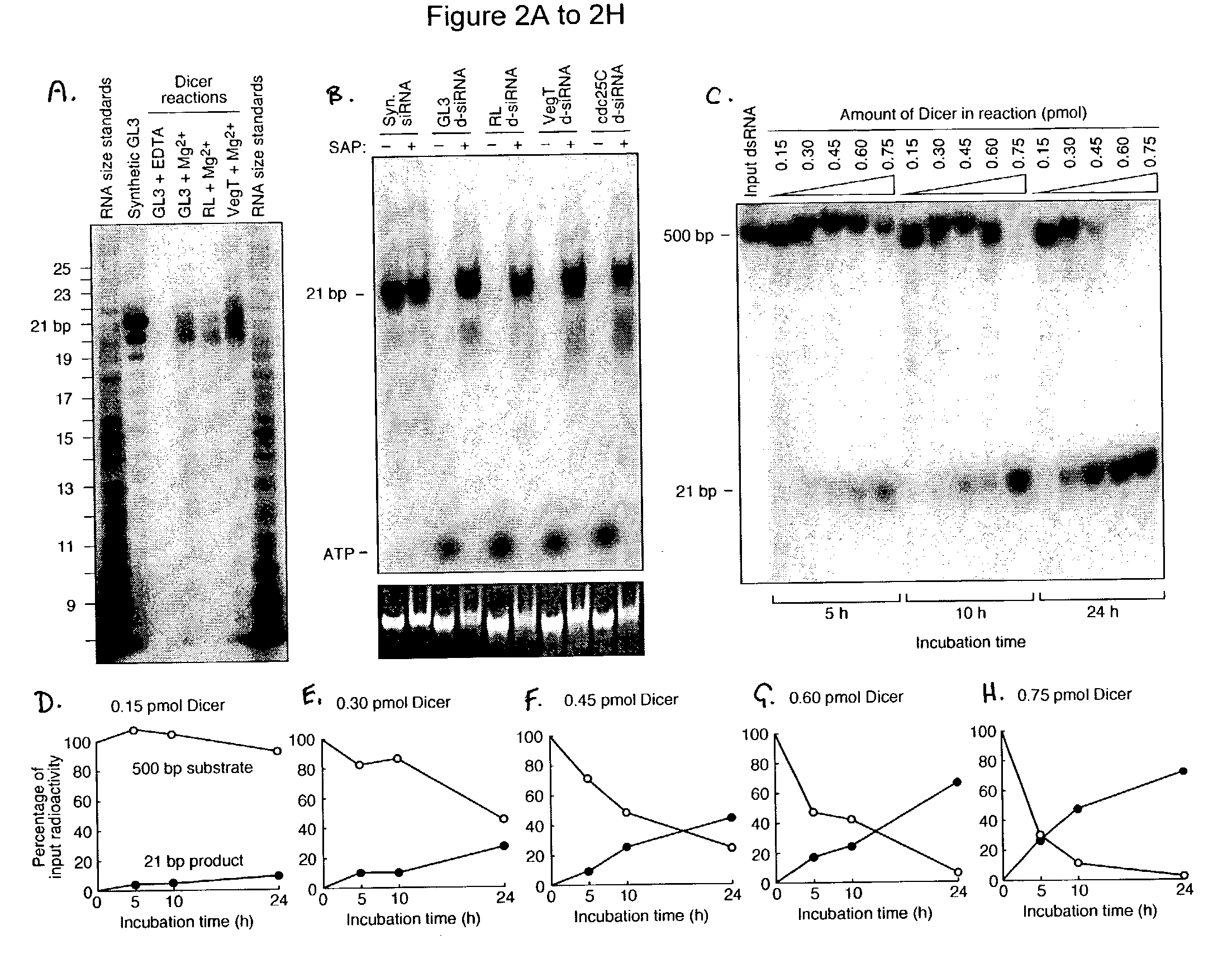 Methods and compositions for use in preparing siRNAs