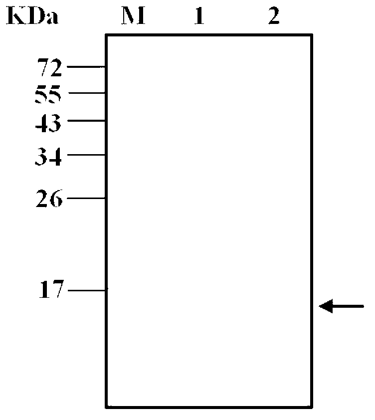 Dengue virus degeneration vaccine and application thereof