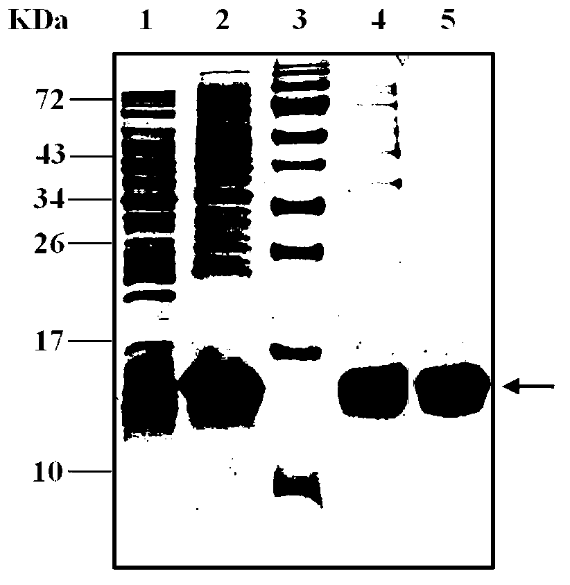 Dengue virus degeneration vaccine and application thereof