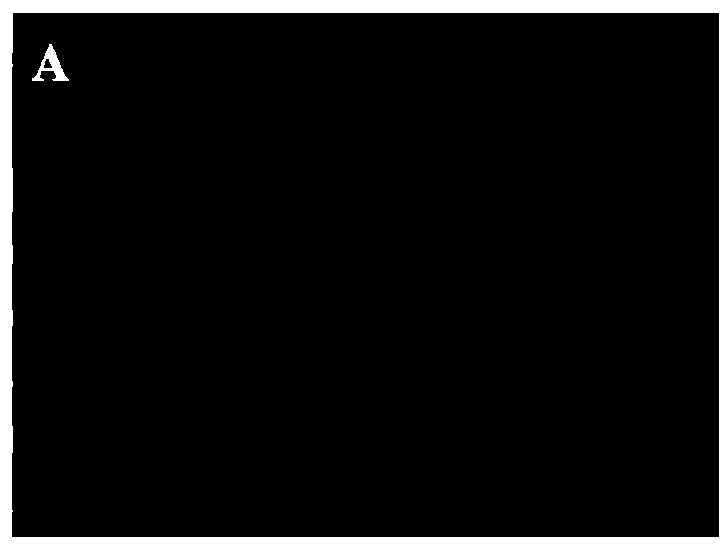 Dengue virus degeneration vaccine and application thereof