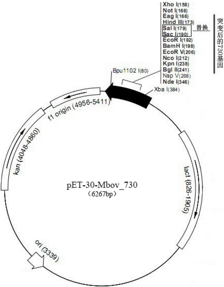 Application of mycoplasma bovis MbovP730 protein in natural infection and vaccine immunity identification