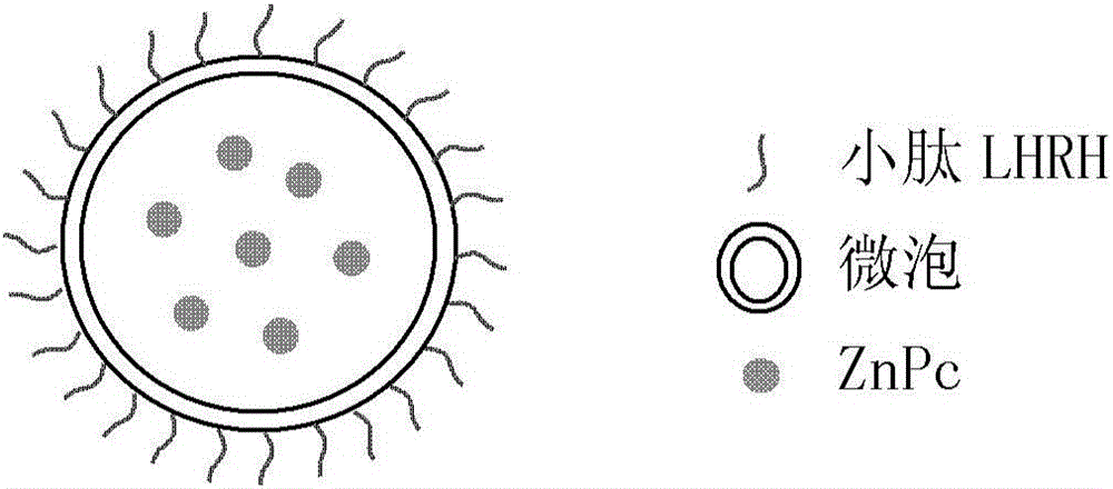 Targeted probe for photodynamic therapy and preparation method of targeted probe for photodynamic therapy