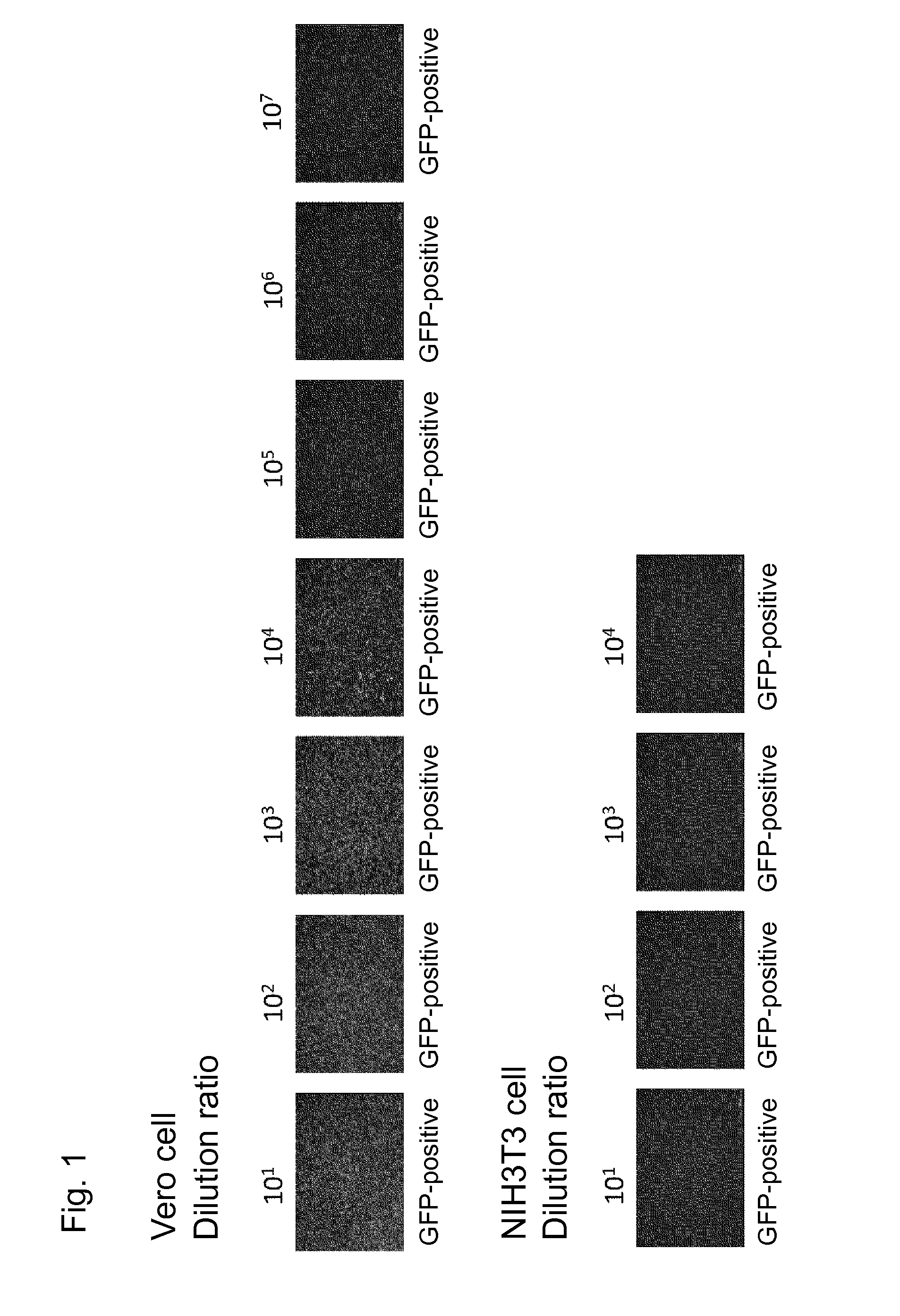 Vaccine prepared utilizing human parainfluenza virus type 2 vector