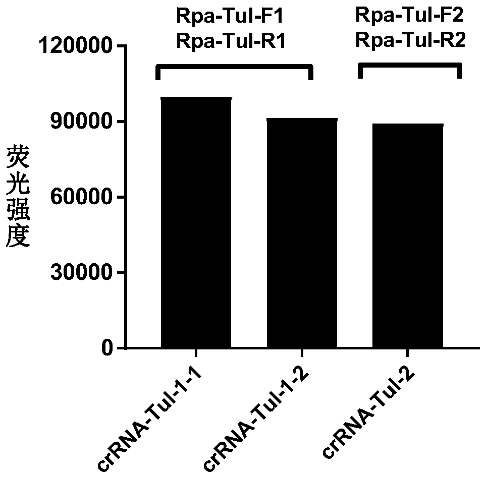 CRISPR-Cas12a detection primer group for francisella tularensis and application thereof