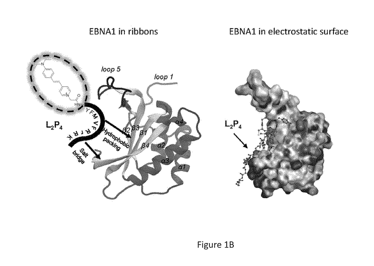 Therapeutic inhibitor for EBV-associated tumor with tailor responsive optical imaging