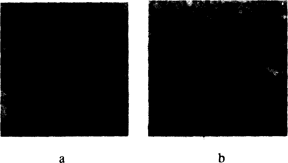 Plant source alcohol soluble protein and its preparation method