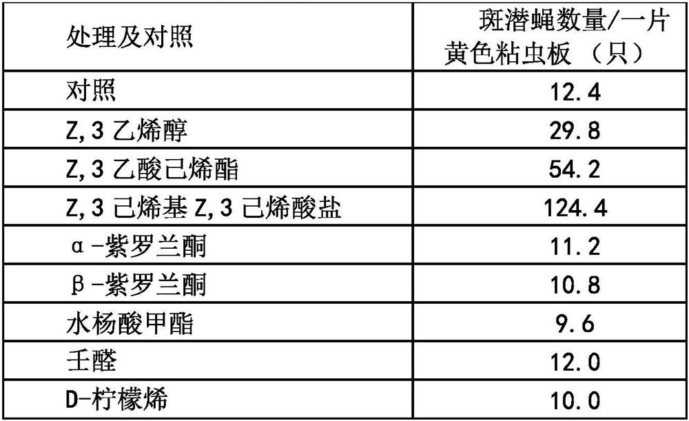 Liriomyza sativae attractant and controlled release system and application thereof