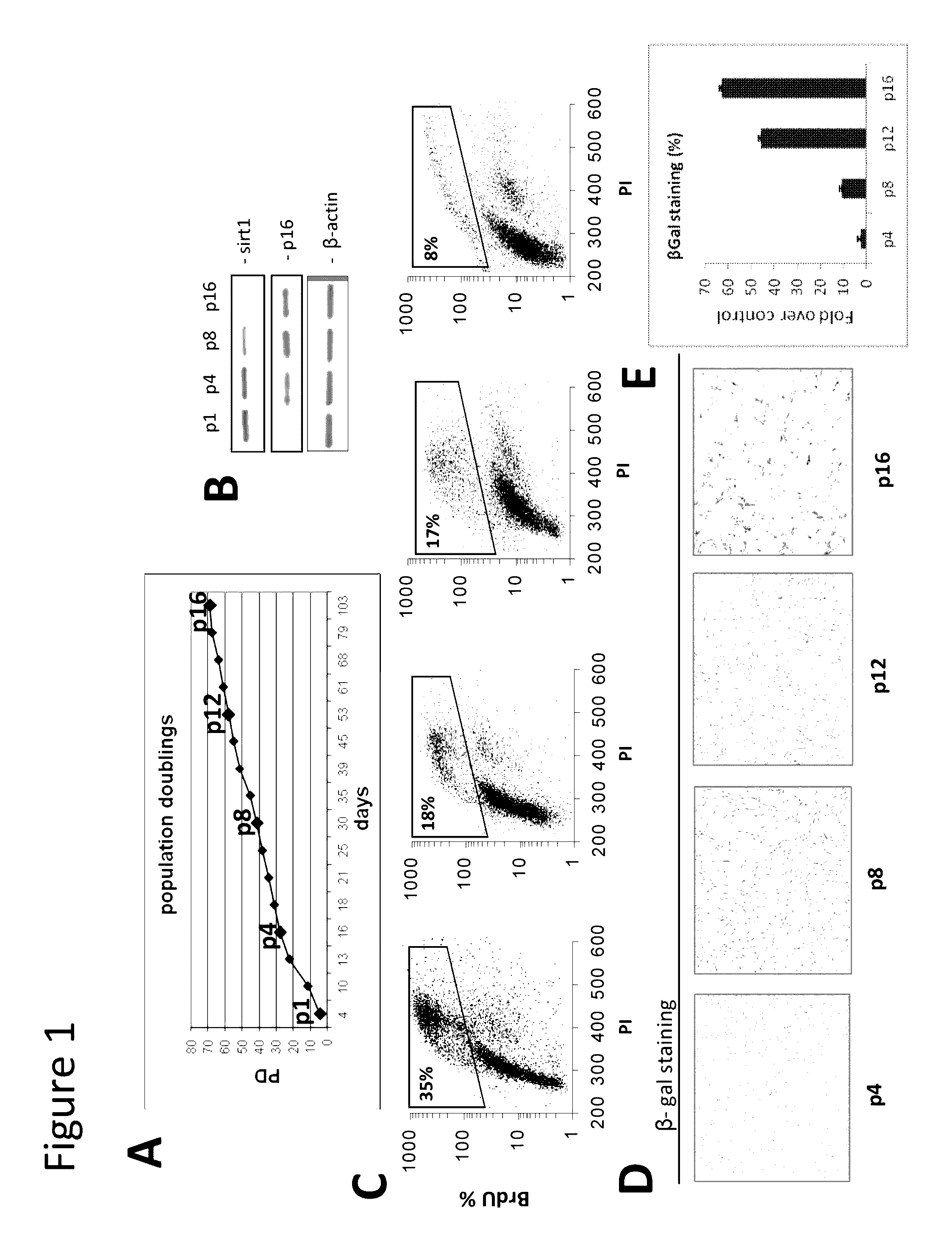 Inhibitors of micro-RNAs for use for preventing and/or attenuating skin ageing