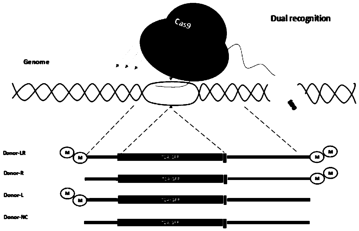 Cas9 fused protein capable of improving gene knock in efficiency and exogenous gene knock in and integration system