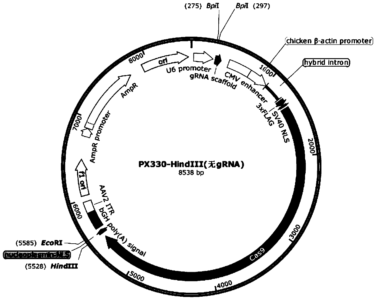 Cas9 fused protein capable of improving gene knock in efficiency and exogenous gene knock in and integration system