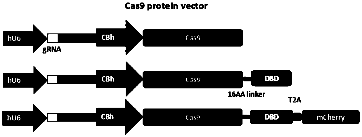 Cas9 fused protein capable of improving gene knock in efficiency and exogenous gene knock in and integration system