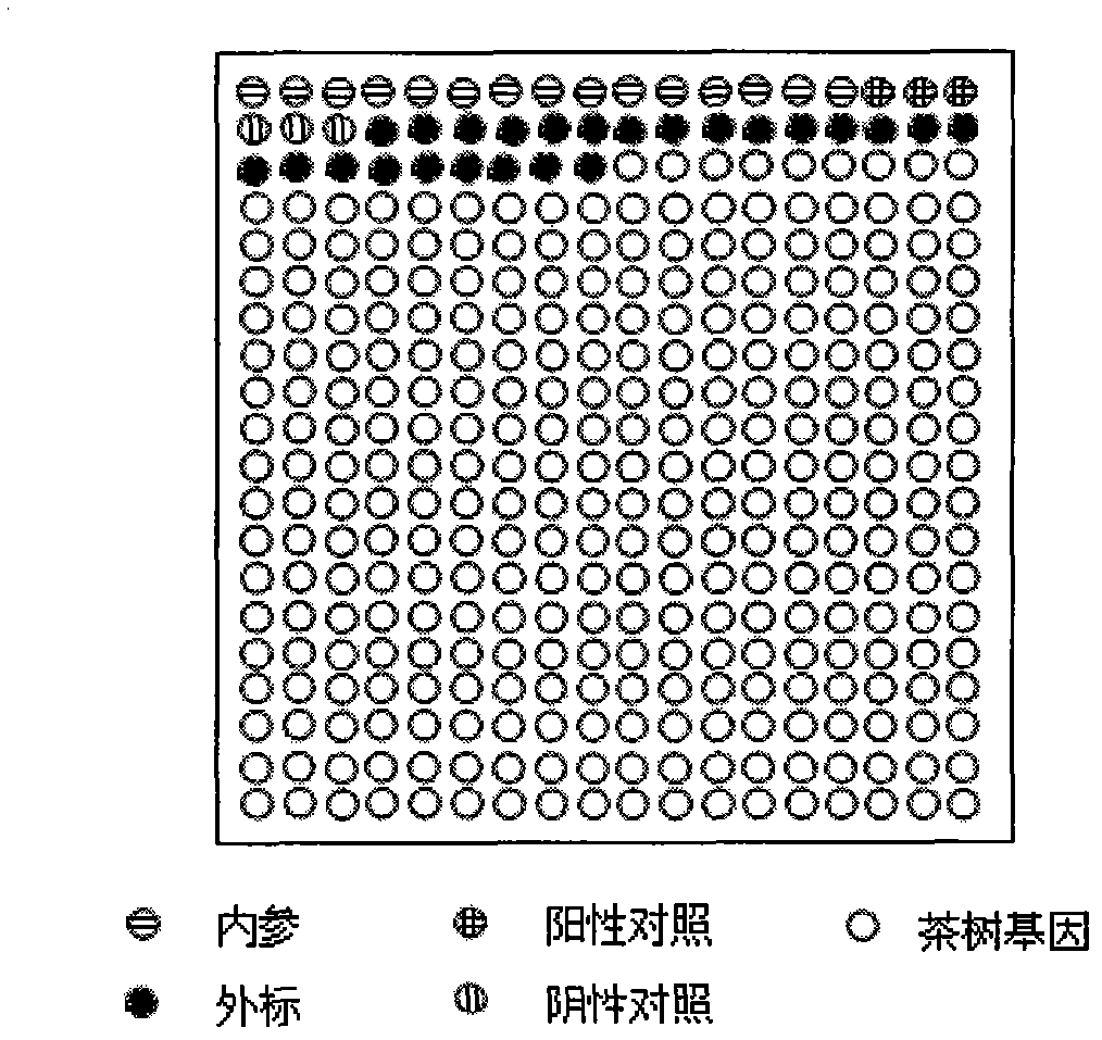 Gene chip composed of tea plant expressed sequence tags