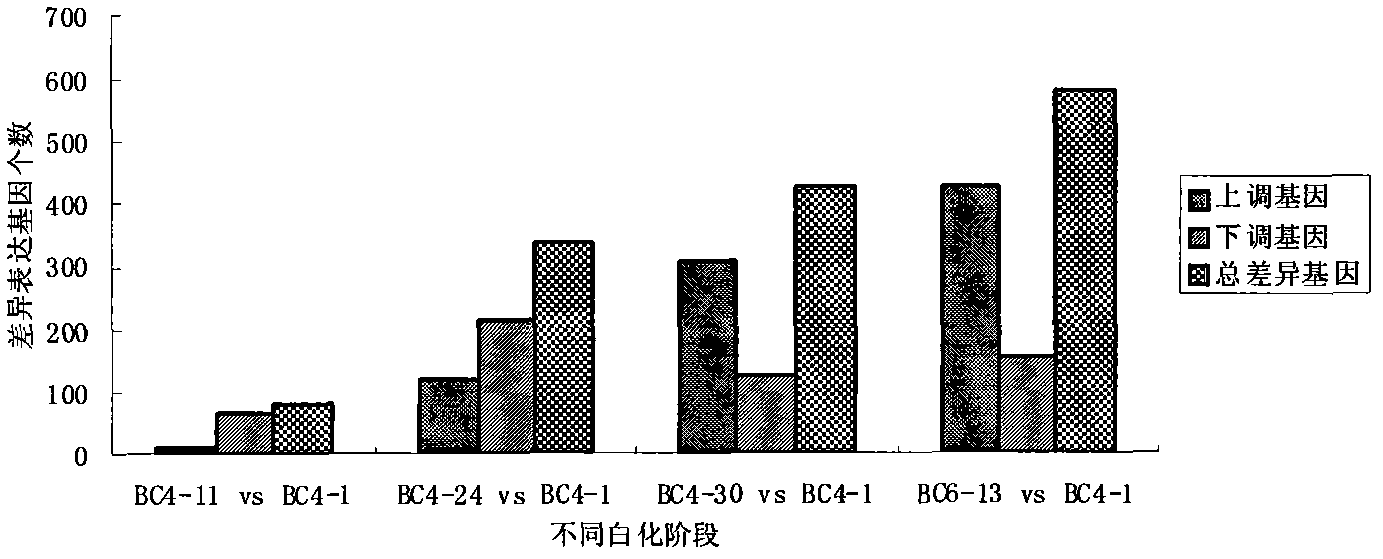 Gene chip composed of tea plant expressed sequence tags