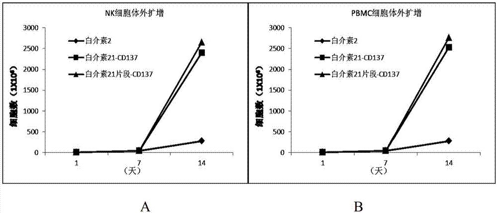 Method for amplifying and activating lymphocyte cells by CD 8 alpha-interleukin 21 fragment-CD137 complex