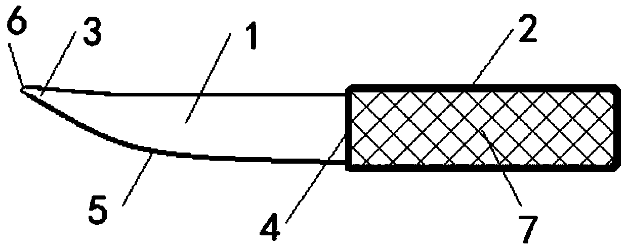 Shell-shaped mussel dissection tool with adaptive cutting board curvature