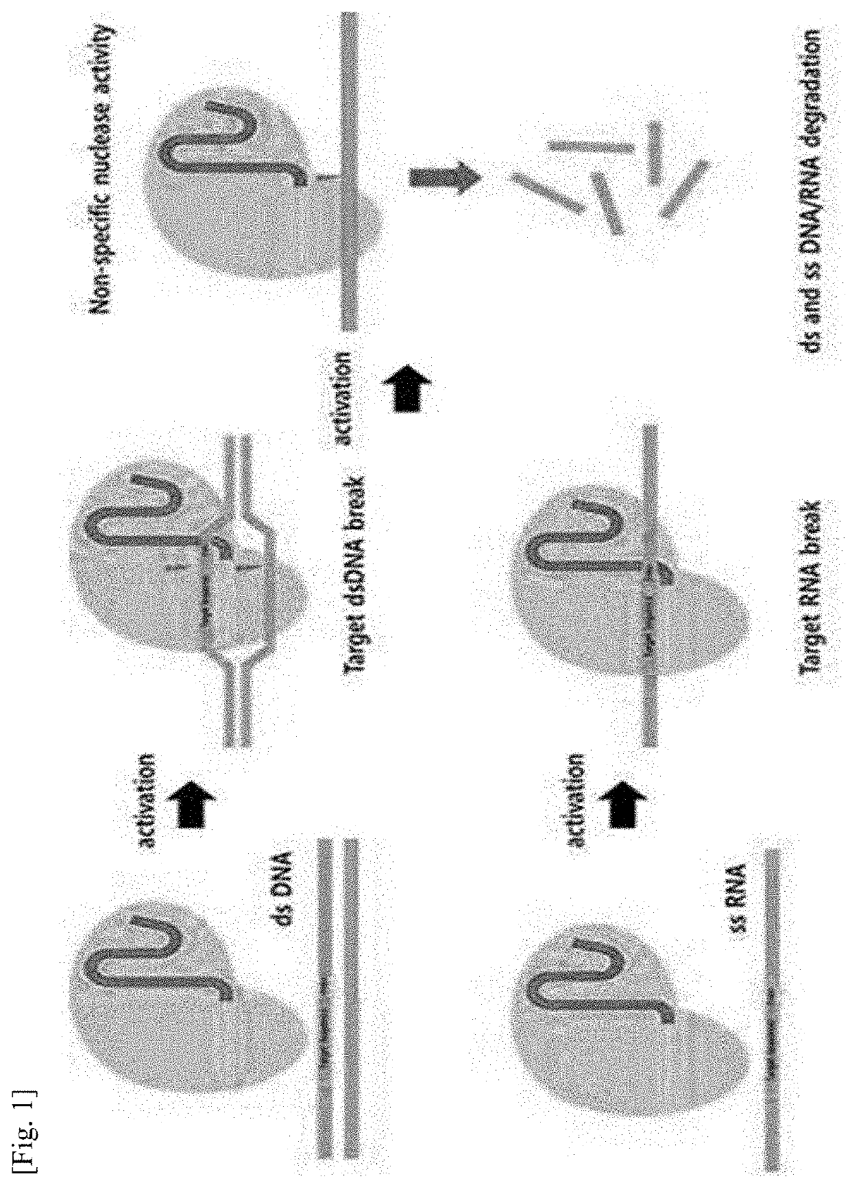 Pharmaceutical composition for treating cancer, containing guide RNA and endonuclease as active ingredients