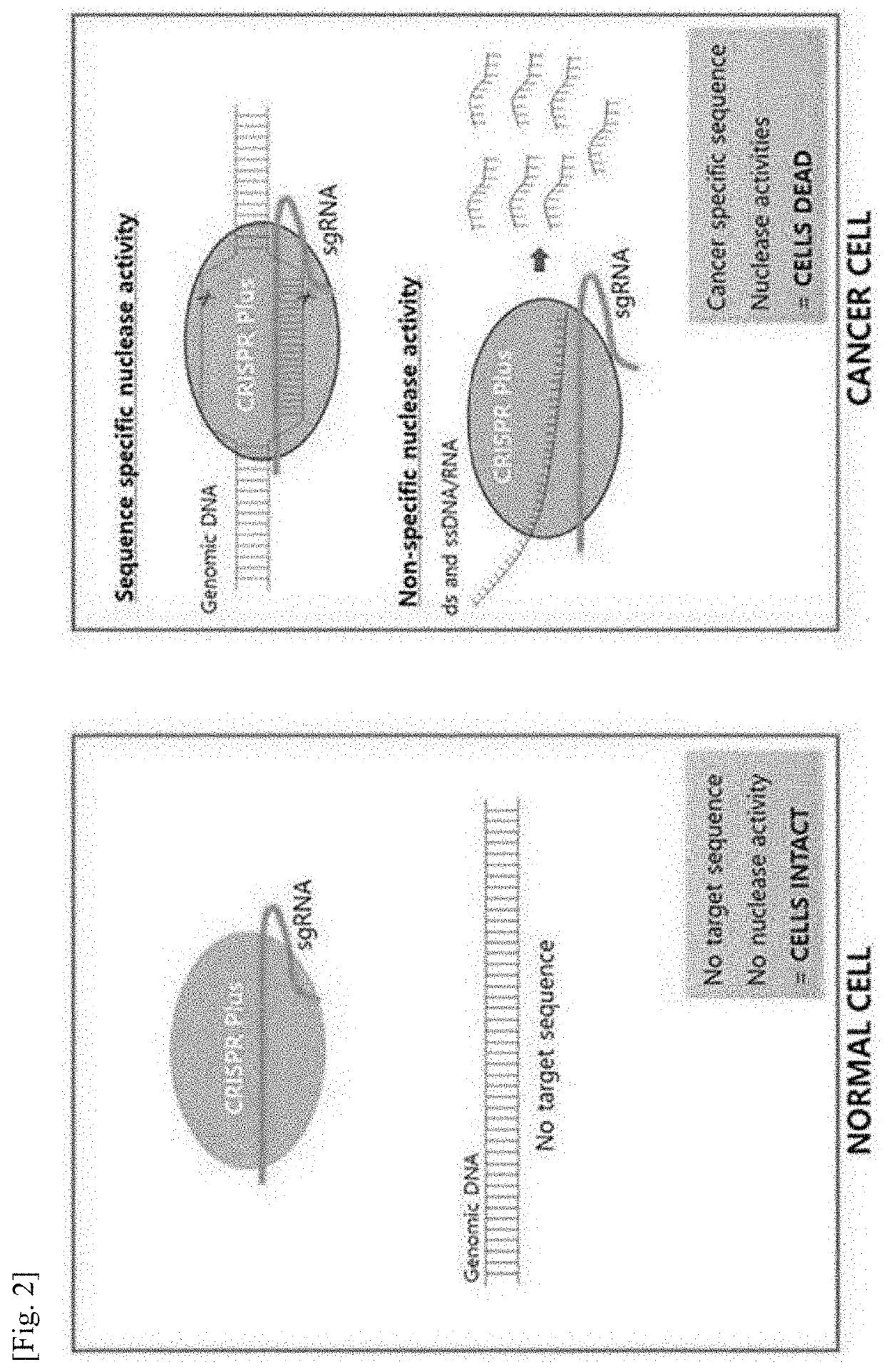 Pharmaceutical composition for treating cancer, containing guide RNA and endonuclease as active ingredients