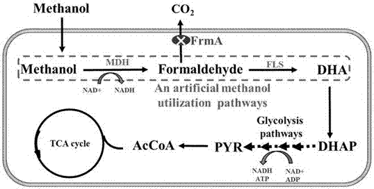 Metabolic pathway for bio-converted methyl alcohol