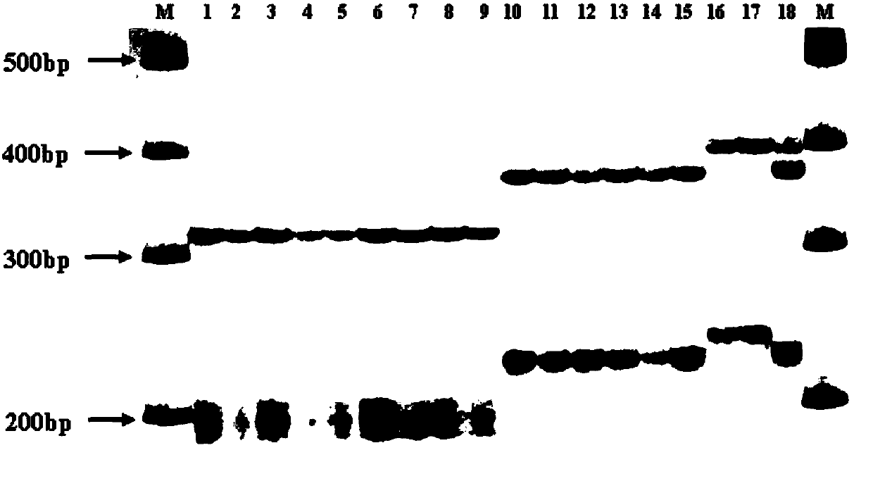 Method for quickly identifying idioplasm of capsicum frutescrens L. by using SSR (simple sequence repeat) molecular marker