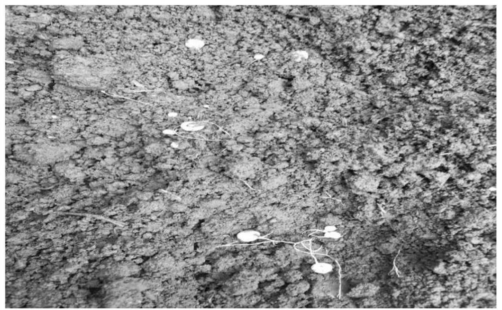 Method for planting phallus impudicus under cedar forest