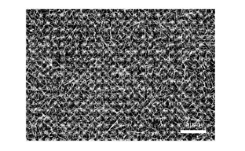 Method for preparing zinc oxide nanowire film