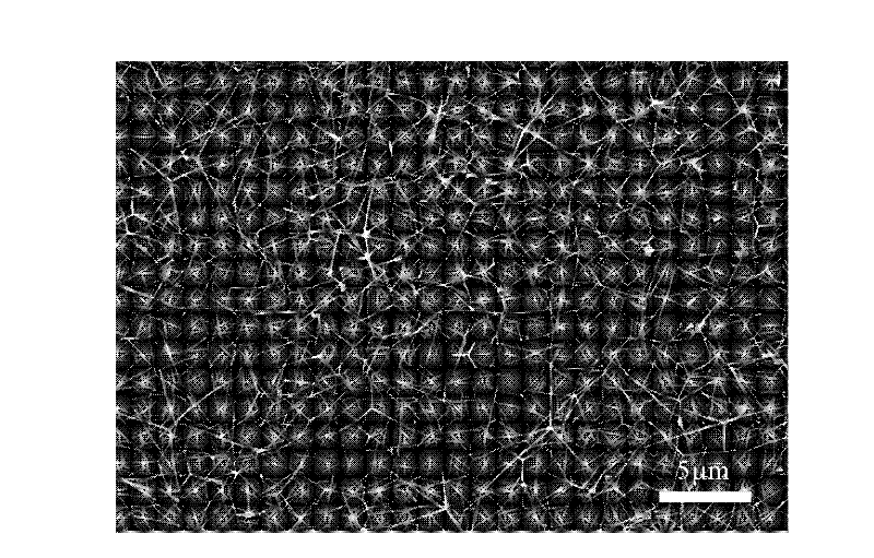 Method for preparing zinc oxide nanowire film