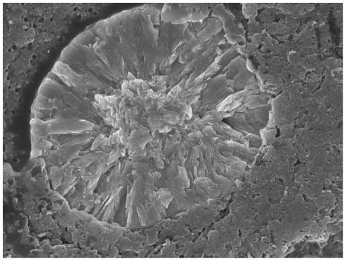 Preparation method of radial structure spherical NCM811 type ternary positive electrode material