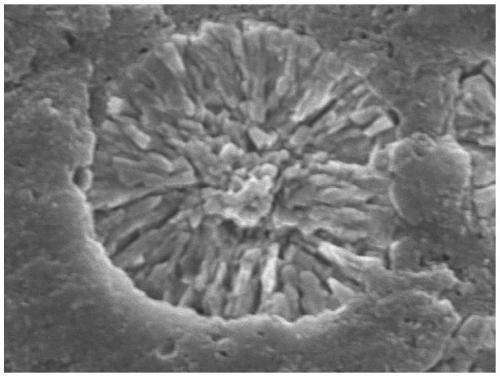 Preparation method of radial structure spherical NCM811 type ternary positive electrode material