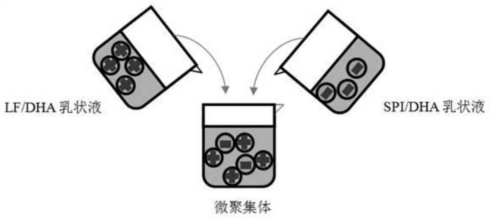 Application of LF/DHA-SPI/DHA micro-aggregate