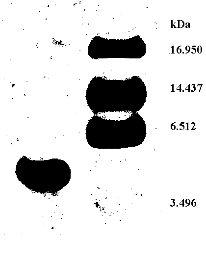 Diamondback moth cecropin 3, preparation method and application thereof