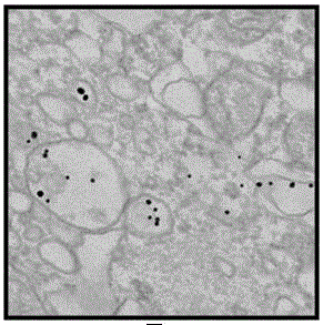 Method for realizing intracellular telomerase activity detection based on chiral self-assembled nano sensor