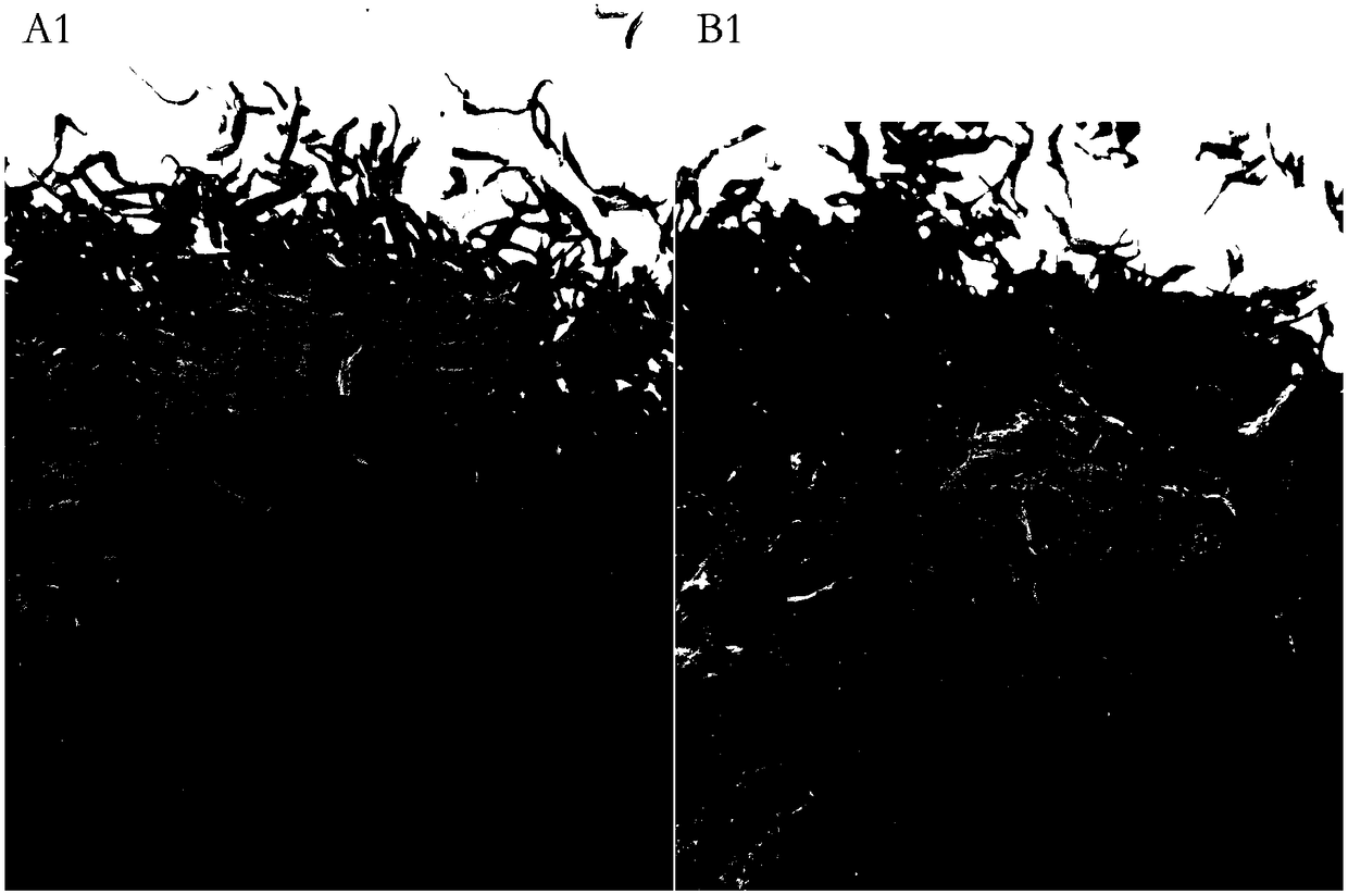 Golden cleistothecium shaped ascospore reproducing technology of bulk tea having golden cleistothecium shaped ascospores