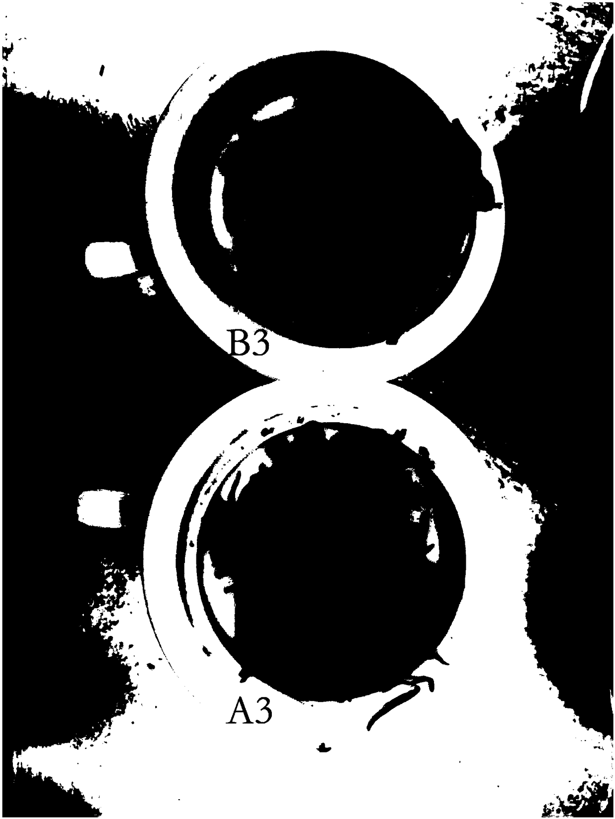 Golden cleistothecium shaped ascospore reproducing technology of bulk tea having golden cleistothecium shaped ascospores