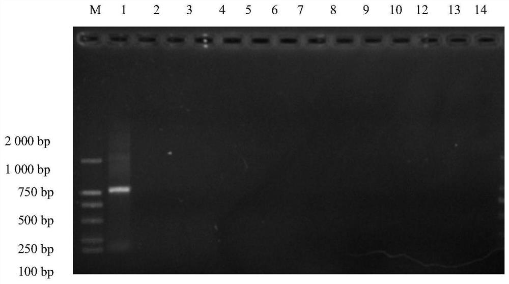 Anbai peony PCR identification kit and identification method