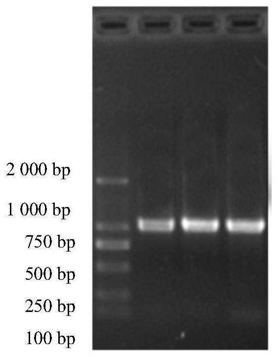 Anbai peony PCR identification kit and identification method