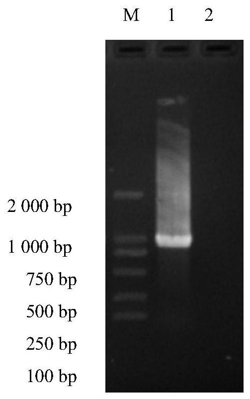 Anbai peony PCR identification kit and identification method