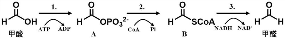 Biosynthesis method from formic acid to formaldehyde and/or methanol